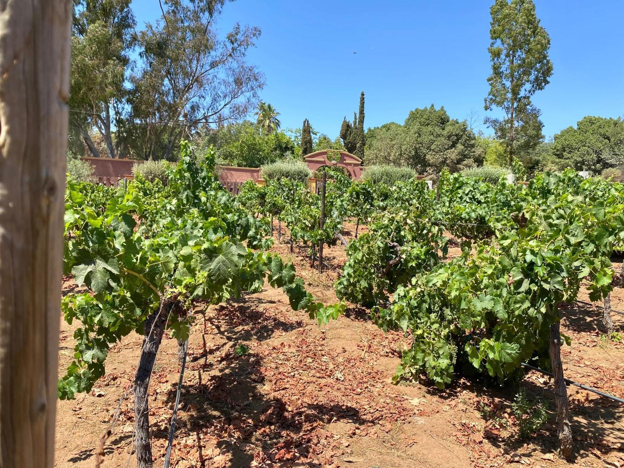 Hotel Tierra Mia Hacienda Ruta Del Vino Valle de Guadalupe Esterno foto